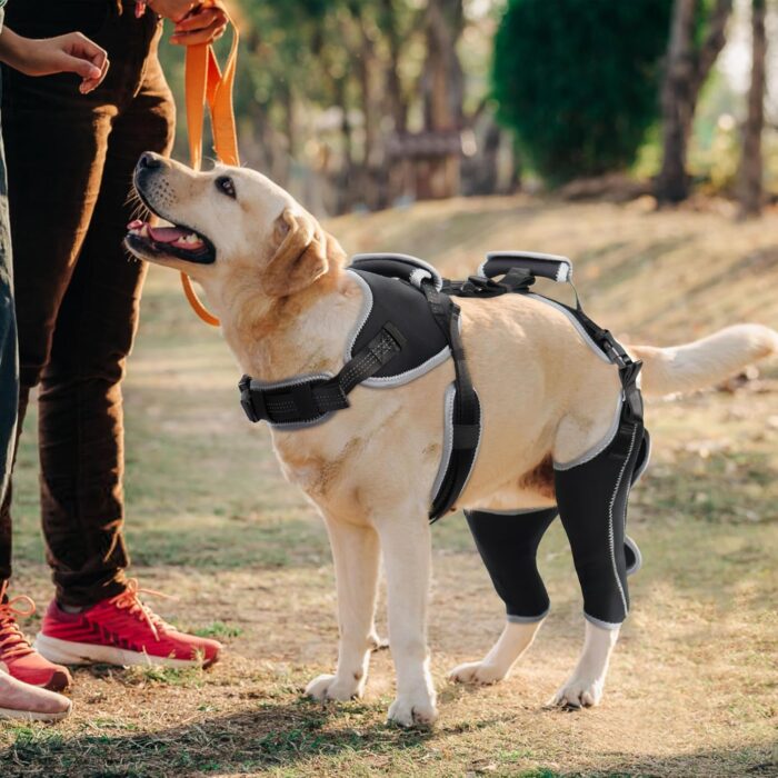 Adjustable Knee Brace for Dogs Back Leg, Hinged Dog Knee Brace for Torn ACL Hind Leg, Dog Knee Brace for Luxating Patella, Dog Brace for Back Leg Support（M） - Image 2