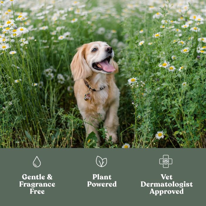 Dandylion Clean Paws | No-Rinse Dog Paw Cleaner & Puppy Paw Washer | Gentle, Fragrance-Free, pH Balanced Foaming Cleanser with Silicone Bristle Brush | Safe for All Dogs | 5 fl oz - Image 2