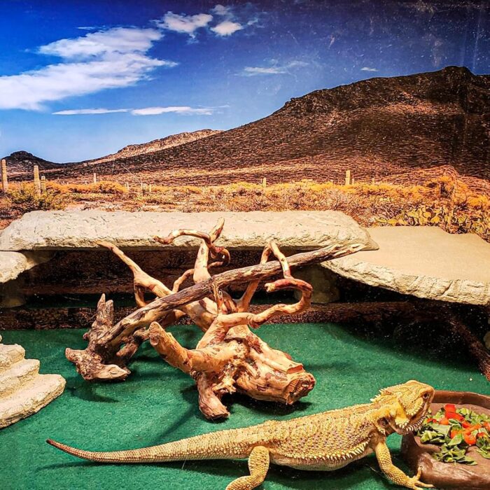 HERCOCCI 2 Pack Reptile Carpet, 39’’ x 20’’ Terrarium Bedding Substrate Liner Reptile Cage Mat Tank Accessories for Bearded Dragon Lizard Tortoise Leopard Gecko Snake (Green) - Image 3